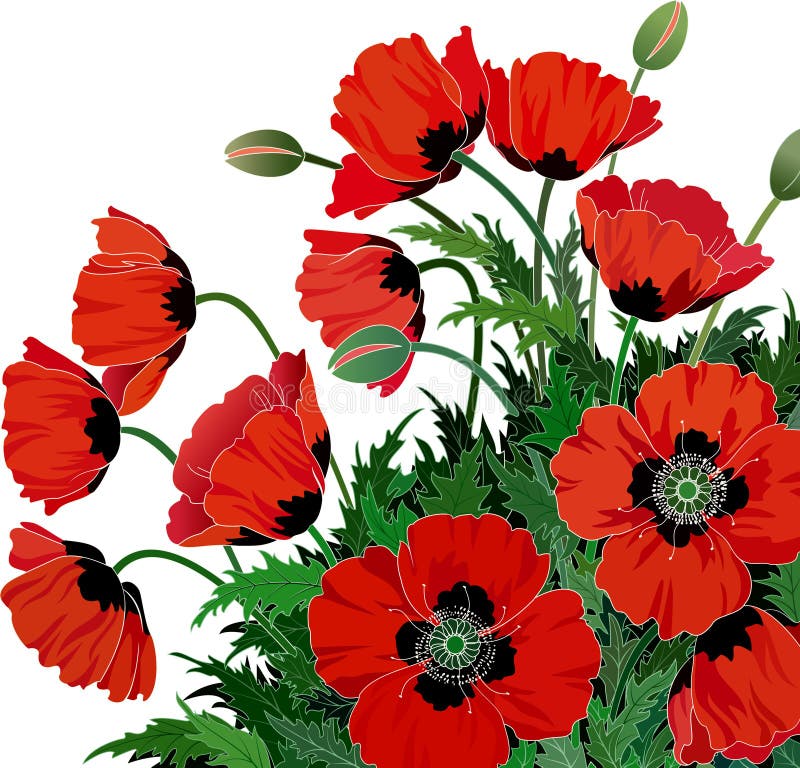 Rote Mohnblumen vektor abbildung Rote Mohnblumen vektor abbildung