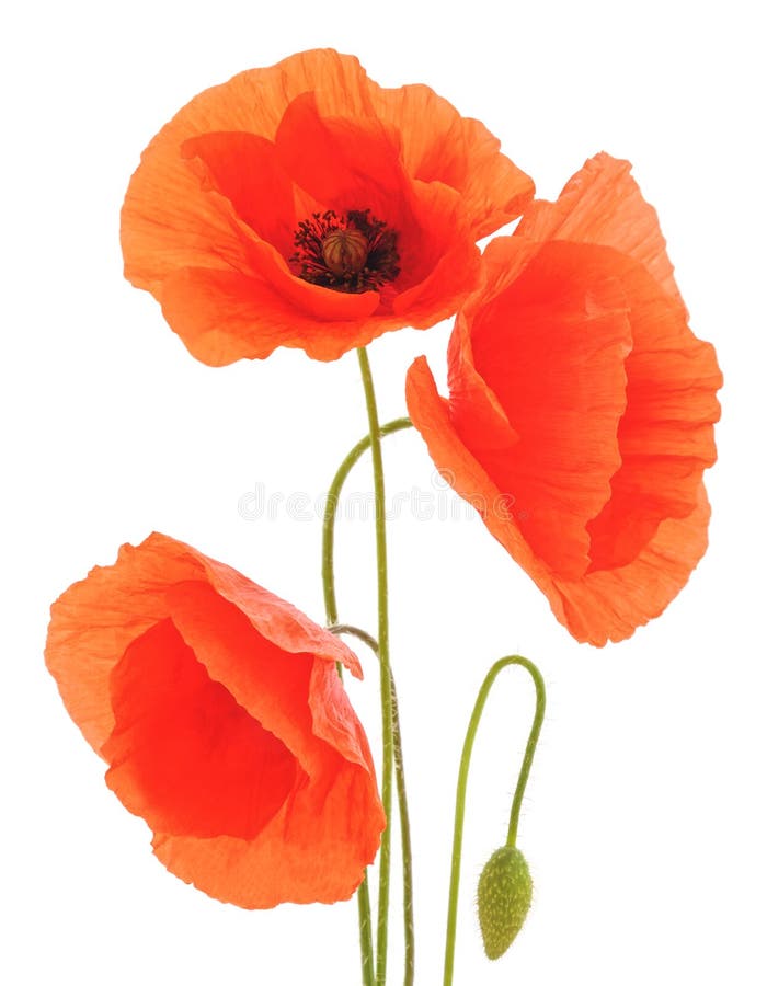 Rote Mohnblumen lizenzfreie stockfotografie Rote Mohnblumen lizenzfreie stockfotografie