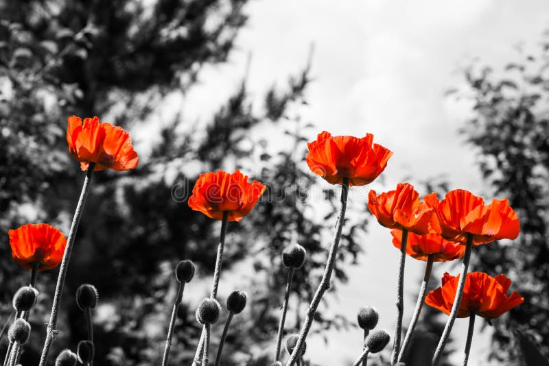 Rote Mohnblumen Einfarbiges Bild stockfotografie Rote Mohnblumen Einfarbiges Bild stockfotografie