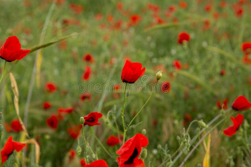 Rote Mohnblumenblumen unter dem Regen Flache Sch?rfentiefe Selektiver Fokus lizenzfreie stockfotografie Rote Mohnblumenblumen unter dem Regen Flache Sch?rfentiefe Selektiver Fokus lizenzfreie stockfotografie