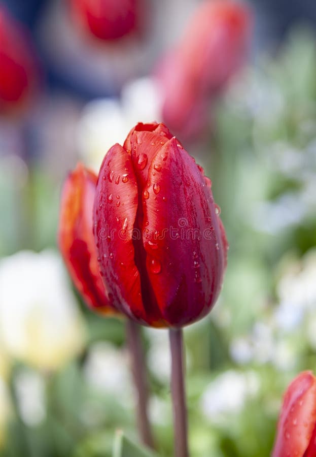 Rote nasse Tulpe stockfotos Rote nasse Tulpe stockfotos