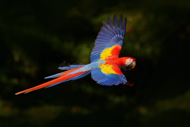 Rote Papageienfliege in der dunkelgrünen Vegetation Scharlachrot des Keilschwanzsittich-, Aronstäbe Macao, im tropischen Wald, Co