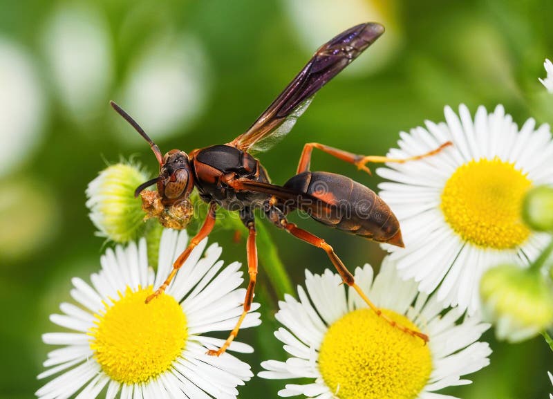 Red paper wasp eating on white and yellow fleabane daisy flowers. Red paper wasp eating on white and yellow fleabane daisy flowers