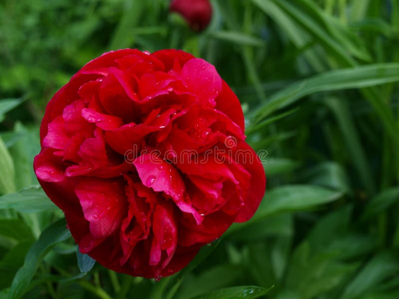 Rote Pfingstrose im Garten mit Tropfen des Taus lizenzfreie stockfotografie Rote Pfingstrose im Garten mit Tropfen des Taus lizenzfreie stockfotografie