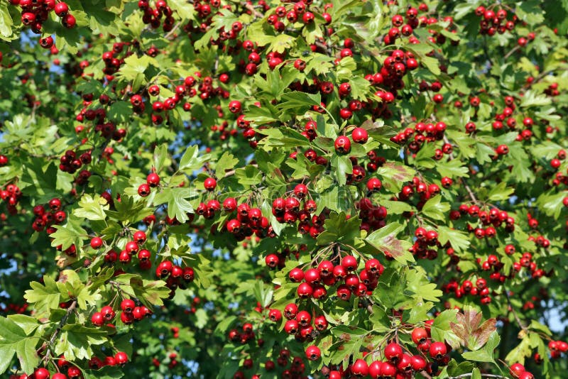 Rote reife Herbstweißdornbeeren auf den Niederlassungen stockfoto Rote reife Herbstweißdornbeeren auf den Niederlassungen stockfoto