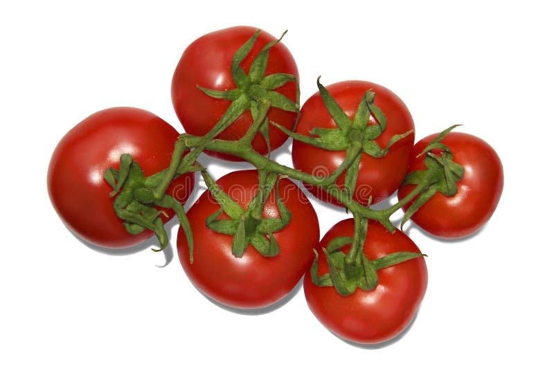 Rote reife Kirschtomaten auf einem Zweig isoliert auf weißem Hintergrund.