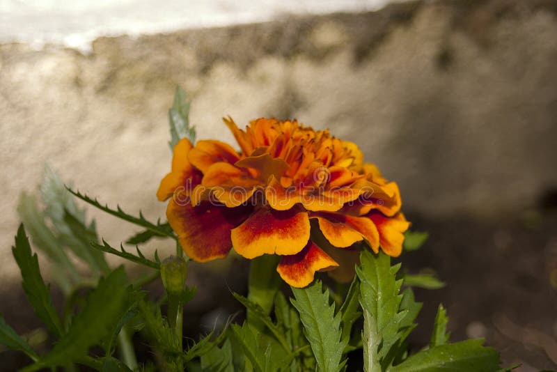 Rote Ringelblume Tagetes lizenzfreies stockbild Rote Ringelblume Tagetes lizenzfreies stockbild