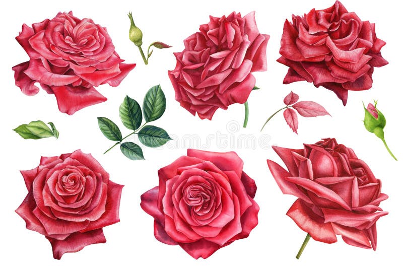 Rote rosafarbene Blumenknospen lässt auf ein Einzelfall botanischer schreib Aquarellillustration des weißen Hintergrund. Abbildung der hohen Qualität