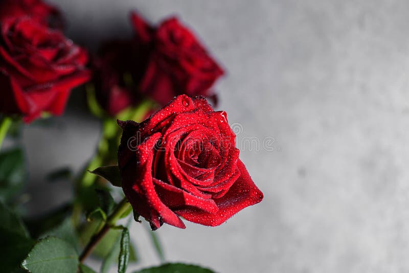 Rote Rose auf grauem Hintergrund lizenzfreies stockfoto