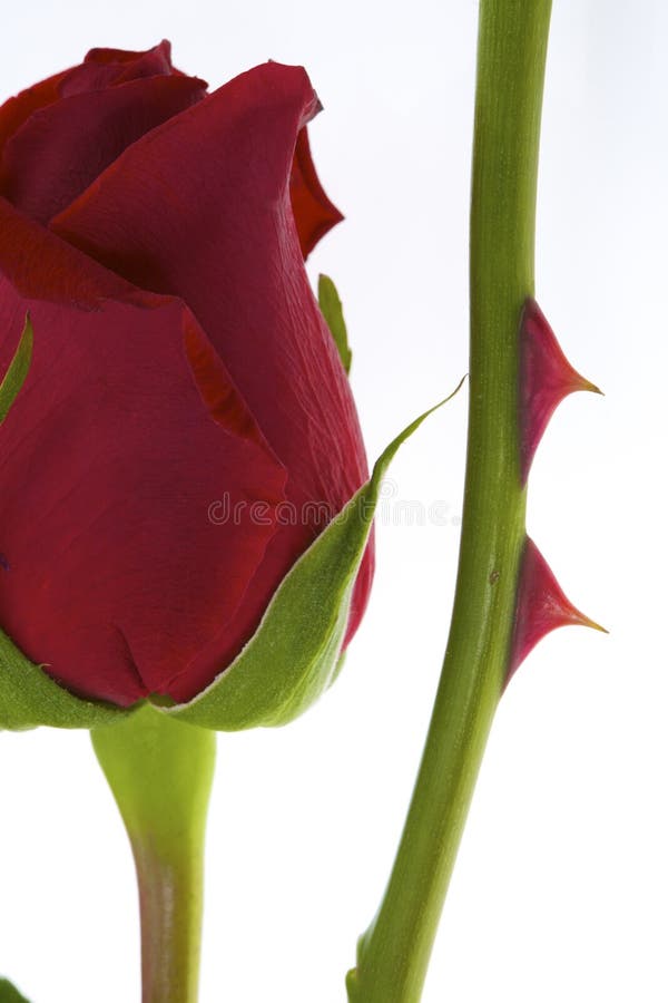 Rote Rose mit dem Dorn lizenzfreie stockfotos Rote Rose mit dem Dorn lizenzfreie stockfotos