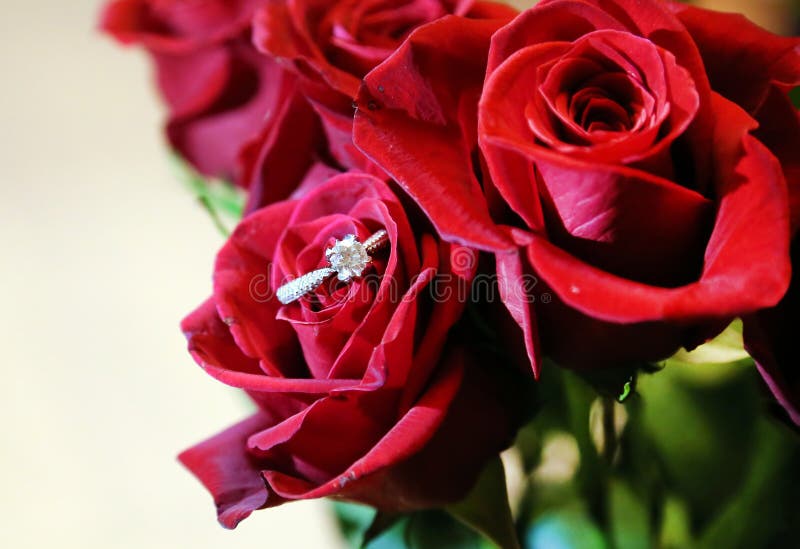 Rote Rose mit Diamond Engagement Ring stockbilder Rote Rose mit Diamond Engagement Ring stockbilder