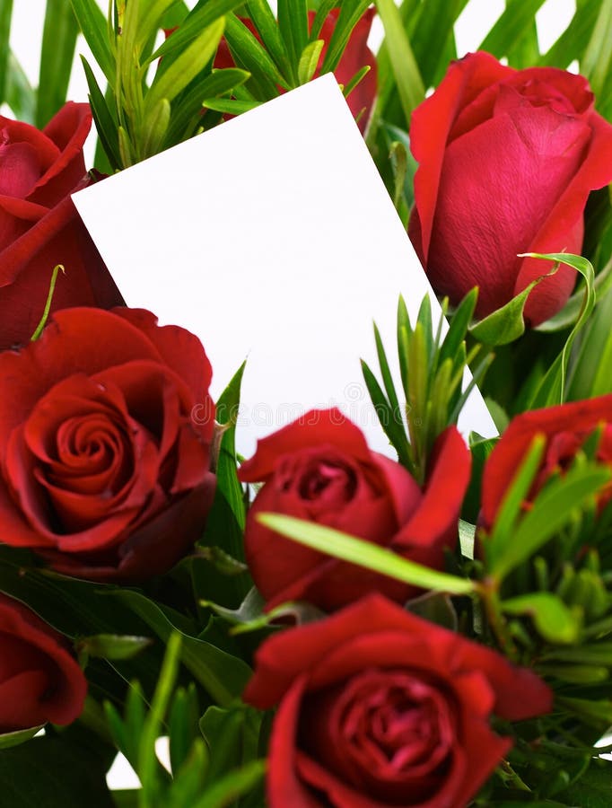 Download Rote Rosen 1 stockfoto. Bild von blume, blumenblatt, jahrestag - 33076