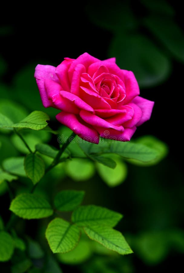 Rote Rosen stockfoto Rote Rosen stockfoto