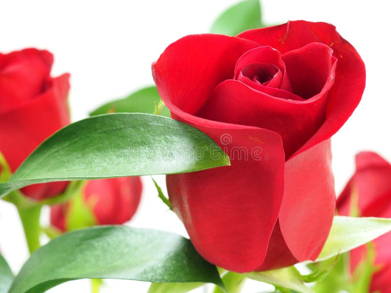 Rote Rosen stockfotografie Rote Rosen stockfotografie