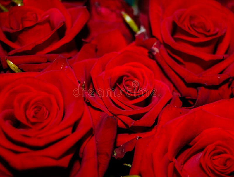 Rote Rosen stockfotografie Rote Rosen stockfotografie