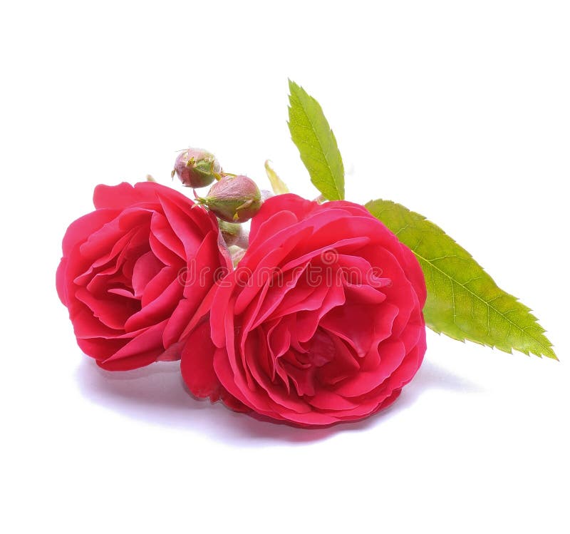 Rote Rosen stockbilder Rote Rosen stockbilder