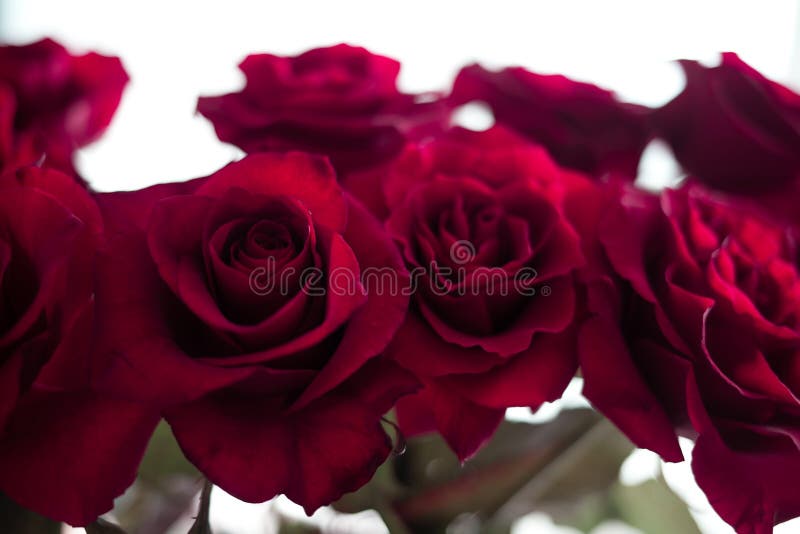 Rote Rosen auf dem unscharfen Hintergrund stockfotografie Rote Rosen auf dem unscharfen Hintergrund stockfotografie