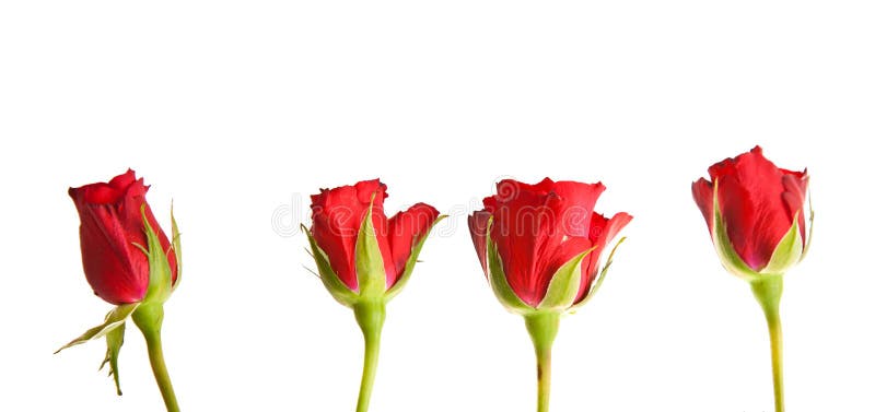 Rote Rosen auf weißem getrenntem Hintergrund