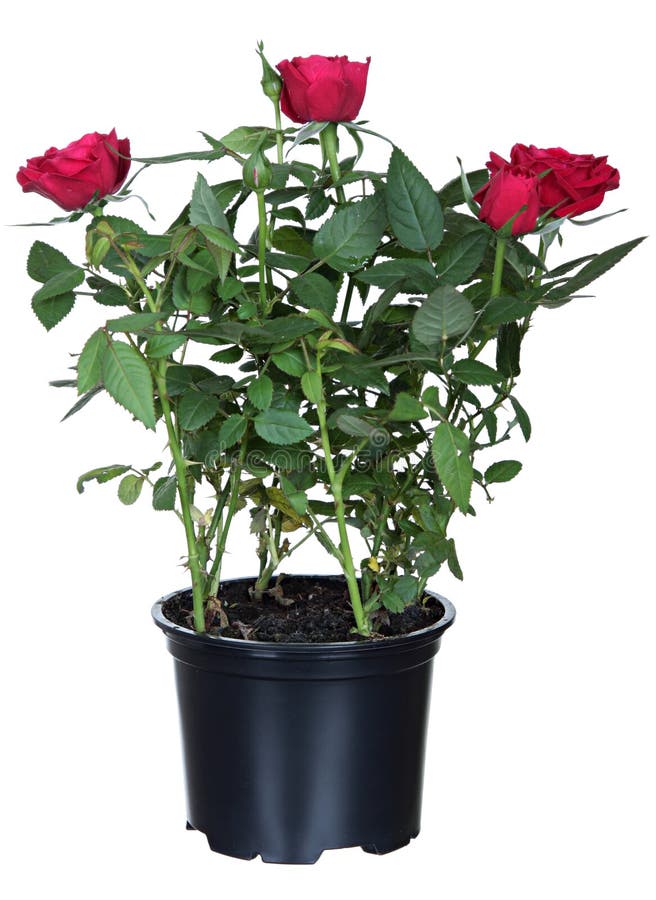 Rote Rosen in einem Blumetopf stockfotos Rote Rosen in einem Blumetopf stockfotos