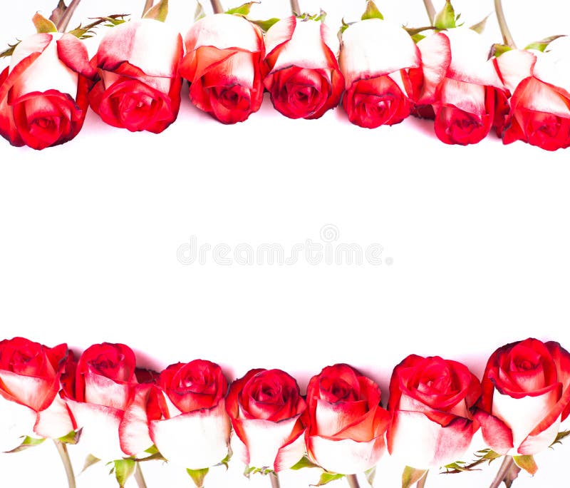 Rote Rosen in Folge stockbild. Bild von bunt, rosen, karte - 36393025