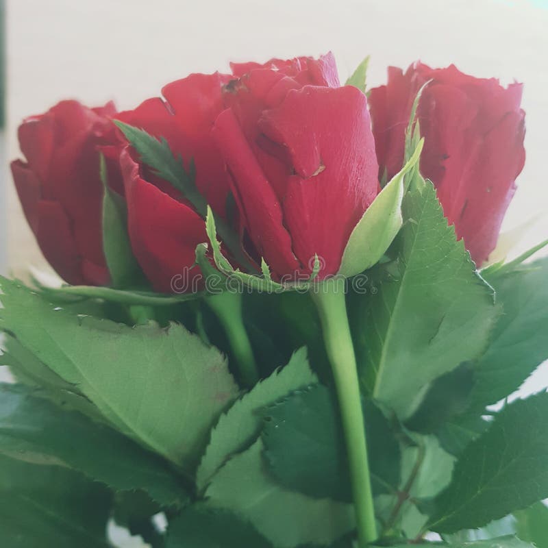 Rote Rosen grünen Blätter lizenzfreies stockbild Rote Rosen grünen Blätter lizenzfreies stockbild