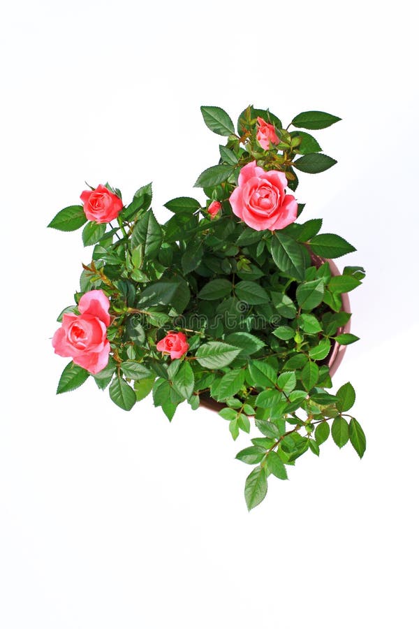 Rote Rosen im Blumentopf stockbild. Bild von blumentopf 32556607