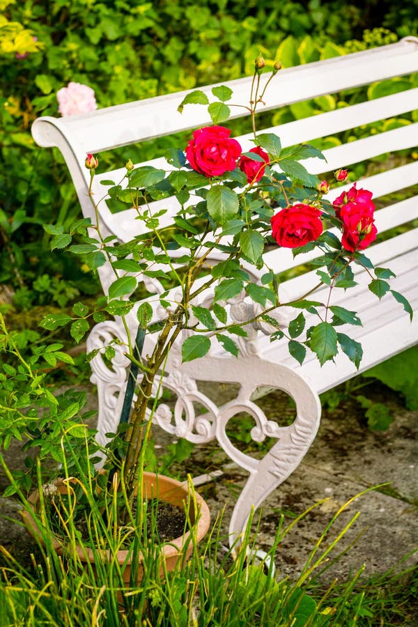 Rote Rosen Im Haus, Romantischer Garten Stockbild Bild von schön