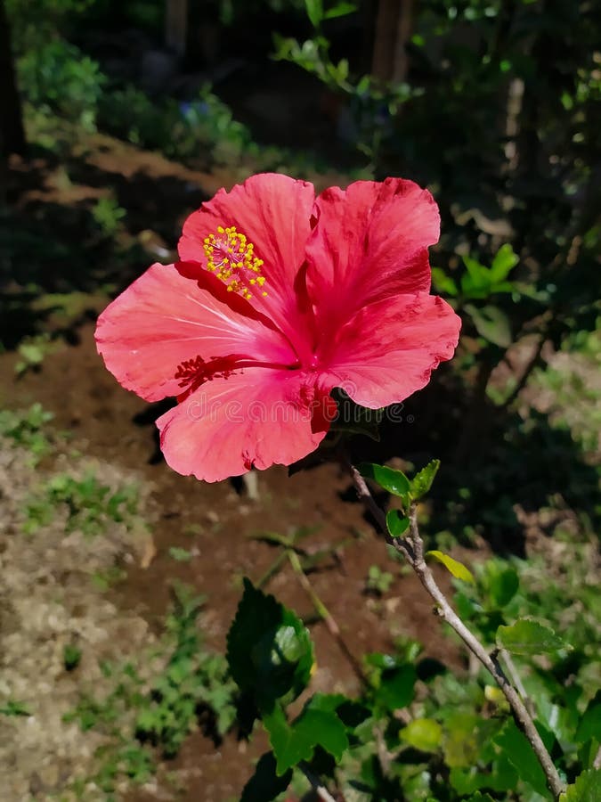 Rote Schuppenblüte Hibiscus rosasinensis Blüte im Garten Außenbereich. Porträt roter Schuppenblüte Hibiscus rosasinensis bunga sepatu kembang sepatu Blüte im Garten Außenbereich