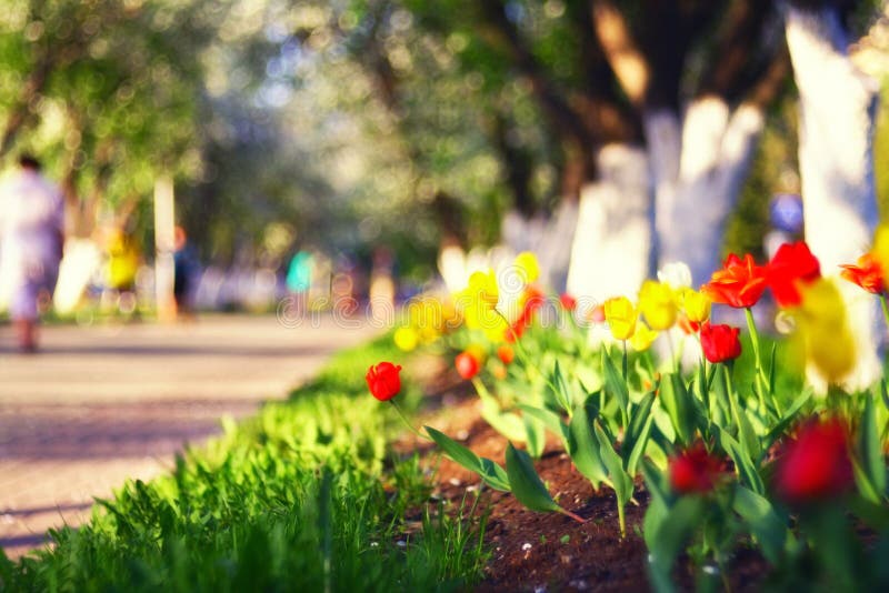 Rote Stadt der Tulpen im Frühjahr stockfoto Rote Stadt der Tulpen im Frühjahr stockfoto