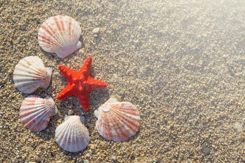 Rote Starfish und Oberteile vereinbart auf Sand am Strand stockfoto Rote Starfish und Oberteile vereinbart auf Sand am Strand stockfoto