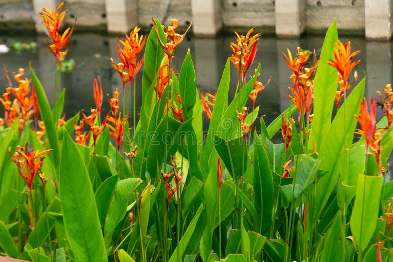 Rote Strelitzia reginae AIT stockfotografie Rote Strelitzia reginae AIT stockfotografie