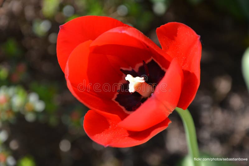 Rote Tapete Der Blumen Hd Bild Bild