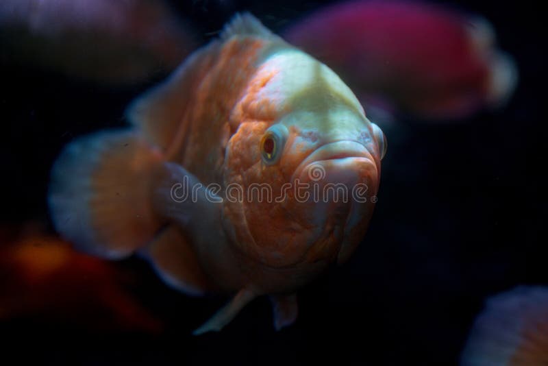 2 761 Karpfen Im Aquarium Fotos Kostenlose Und Royalty Free Stock Fotos Von Dreamstime