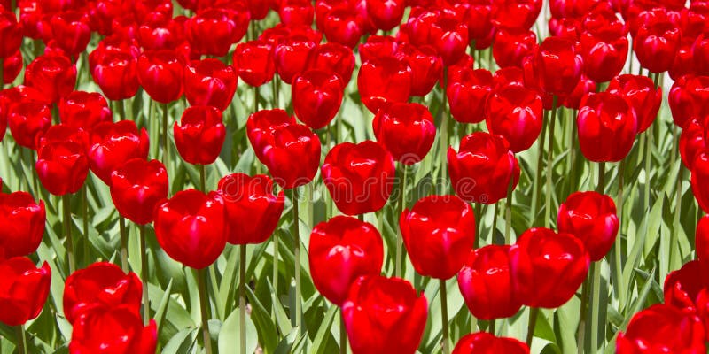 Rote Tulip Flowers im Frühjahr stockbilder Rote Tulip Flowers im Frühjahr stockbilder