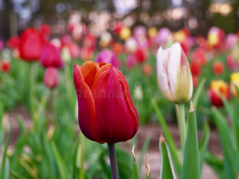 Rote Tulpe auf einem Gebiet von Tulpen stockfotografie Rote Tulpe auf einem Gebiet von Tulpen stockfotografie