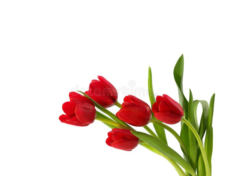 Rote Tulpen stockfotografie Rote Tulpen stockfotografie
