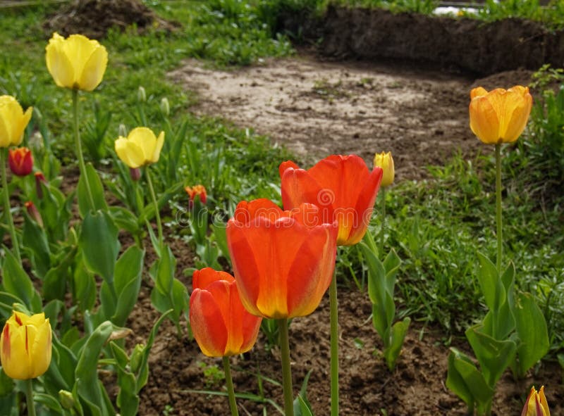 Rote Tulpen im Garten im Frühling lizenzfreie stockfotos