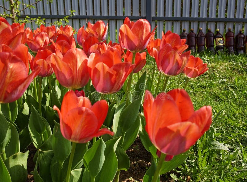 Rote Tulpen im Garten im Frühling lizenzfreies stockbild