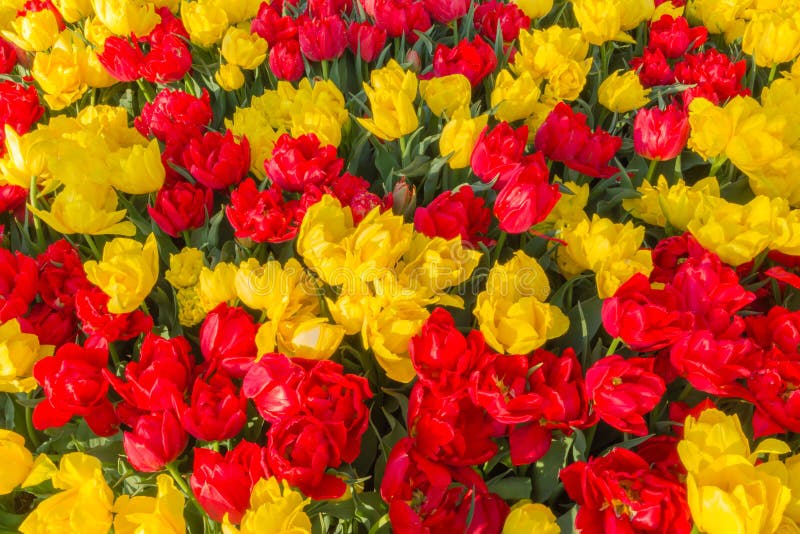 Rote und gelbe Tulpen lizenzfreie stockbilder Rote und gelbe Tulpen lizenzfreie stockbilder