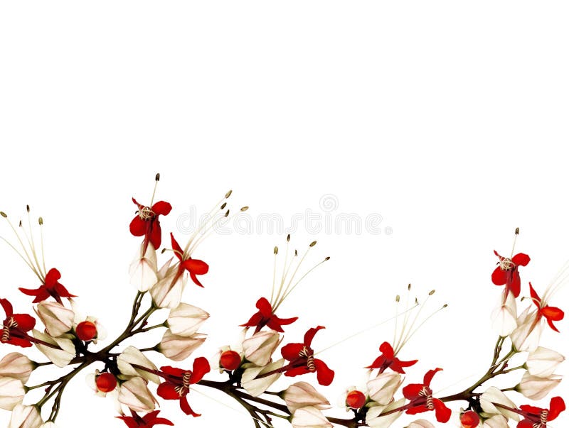 Rote und schwarze Basisrecheneinheitsblumen lizenzfreie stockfotos Rote und schwarze Basisrecheneinheitsblumen lizenzfreie stockfotos