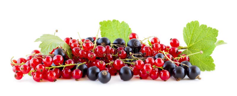 Rote Und Schwarze Johannisbeeren Auf Weiß Stockbild Bild von vitamin