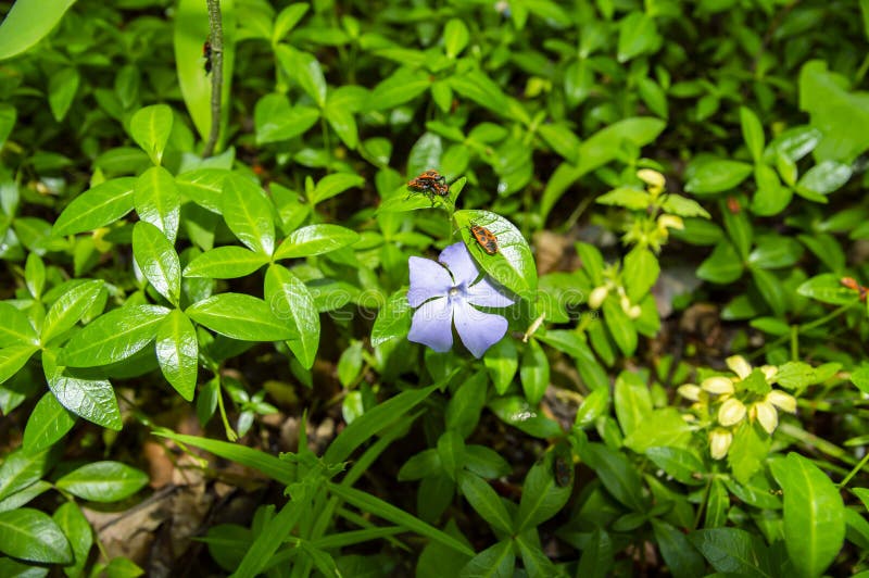 Rote Wanze des Käfers auf einer Blume des blauen Waldveilchens lizenzfreie stockfotografie Rote Wanze des Käfers auf einer Blume des blauen Waldveilchens lizenzfreie stockfotografie