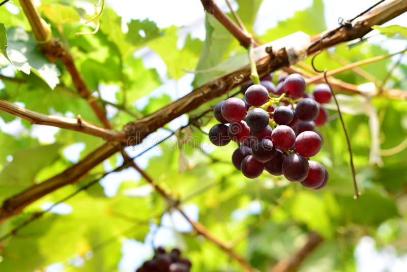 Rote Weinrebe stockfotos Rote Weinrebe stockfotos