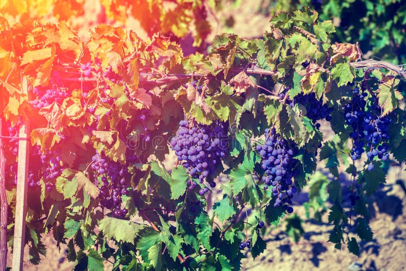 Trockene Rote Weinreben Auf Dem Weinstock Stockfoto - Bild von trauben
