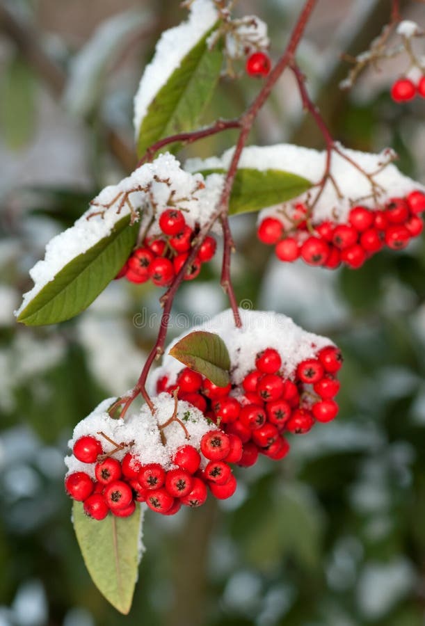 Frisch Gehören Beeren Zu Blumen Rote Winter Beeren stockfoto Bild von nave schönheit