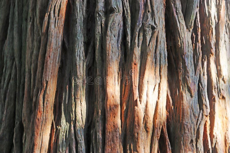 Close-up of red cedar bark, full frame of the bark texture. Close-up of red cedar bark, full frame of the bark texture