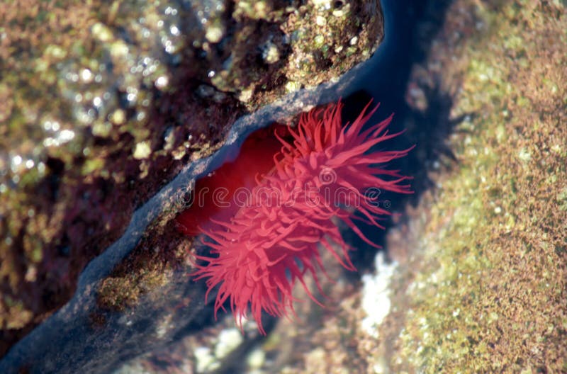 Roter Actinia lizenzfreie stockfotos Roter Actinia lizenzfreie stockfotos