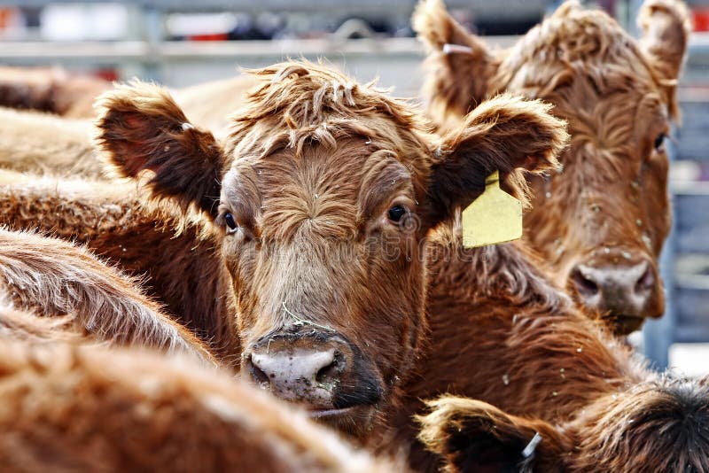 Close-up of the heads of curious Red Angus cattle during feeding time in an outdoor pen - dust from the hay and outdoor enclosure swirl in the air around their heads. Close-up of the heads of curious Red Angus cattle during feeding time in an outdoor pen - dust from the hay and outdoor enclosure swirl in the air around their heads.