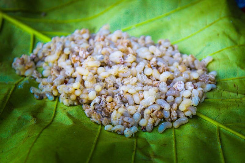 Roter Ant Eggs stockfoto Roter Ant Eggs stockfoto