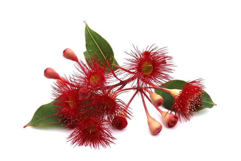 Roter blühender Eukalyptus über weißem Hintergrund stockbilder